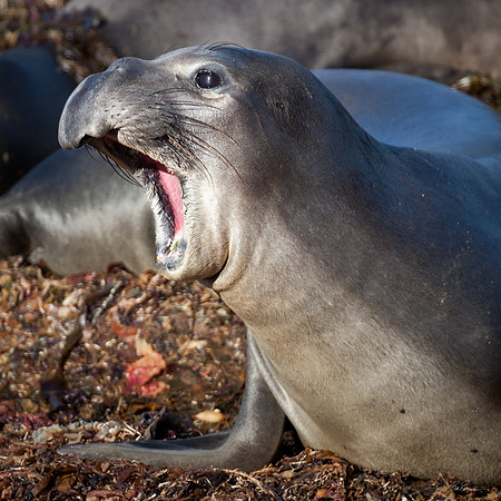 Lion Seal