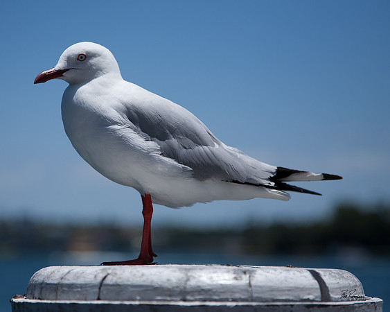 Small Seagull