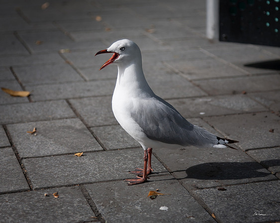 Cathedral Square Pigeon