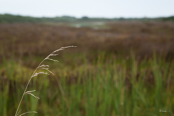 Westport Field