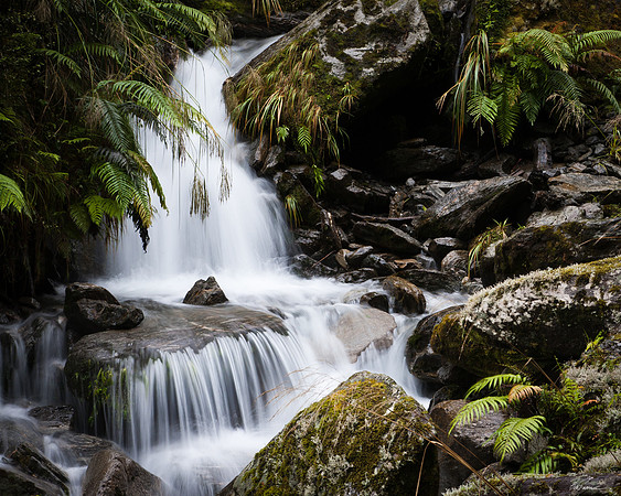 Rain Forest