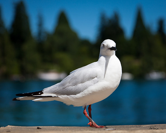 Pigeon in Queenstown III