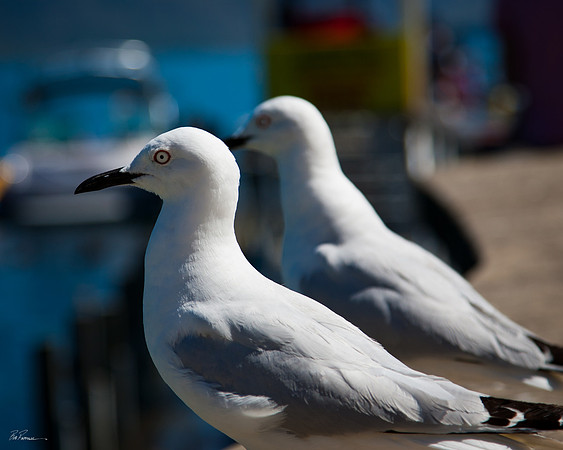 Pigeons in Queenstown II