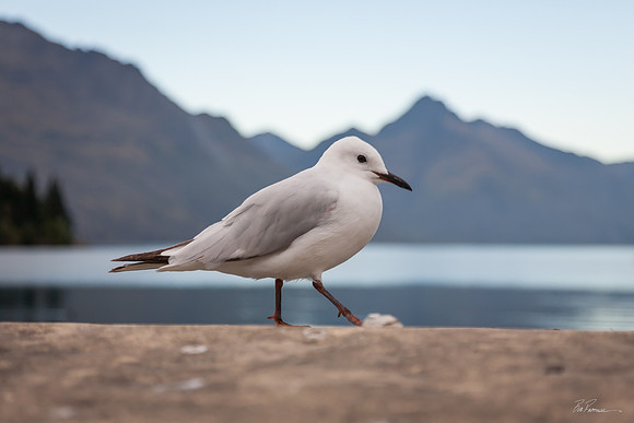 Pigeon in Queenstown I