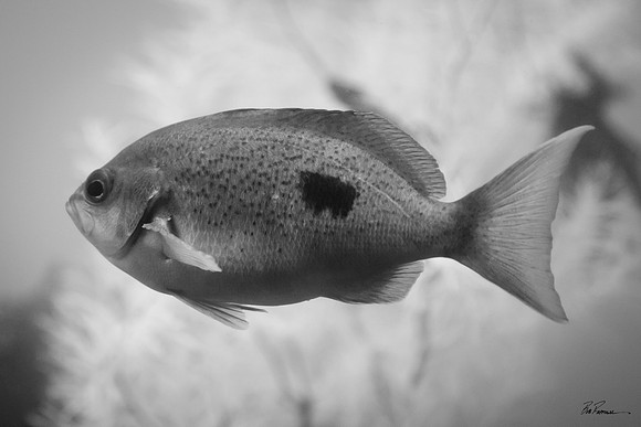 Spotted Sea Perch