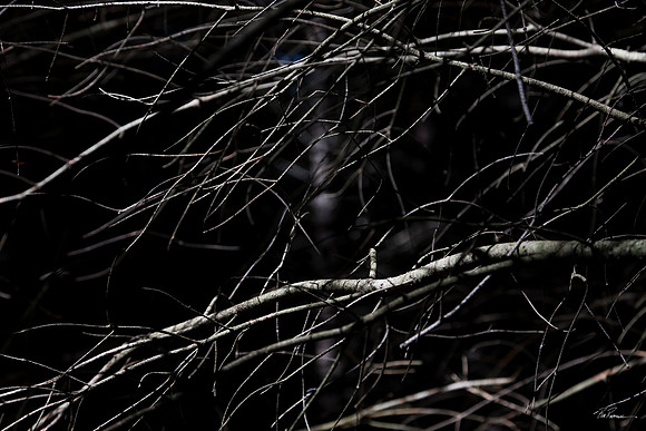 Branches II