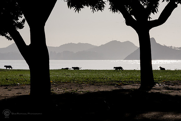 Rio Morning Silhouette I