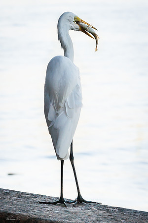 Rio Egret I