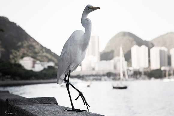 Rio Egret II