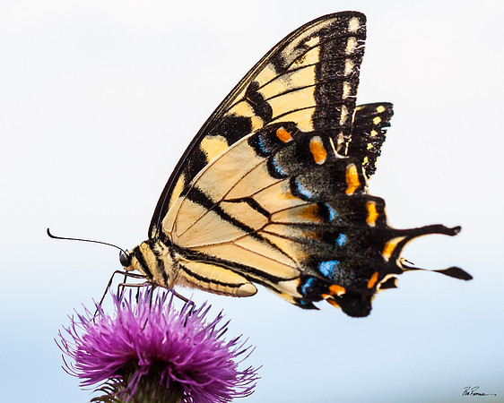 Butterfly II