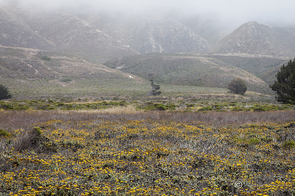 Montaña de Oro State Park I