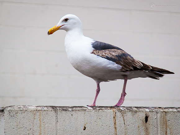 Santa Barbara Bird