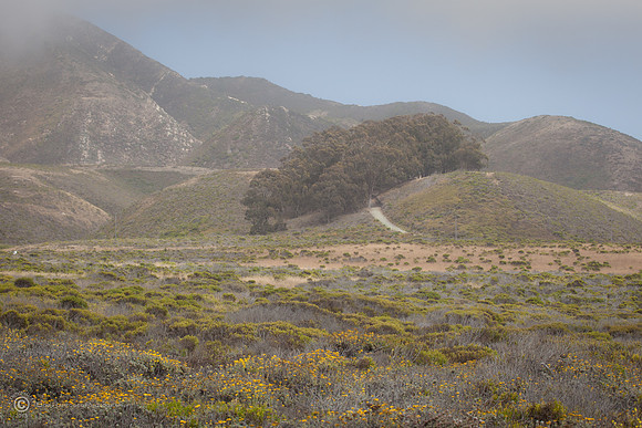 Montaña de Oro State Park V