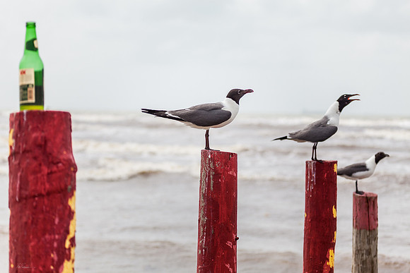 Beer 'n Birds