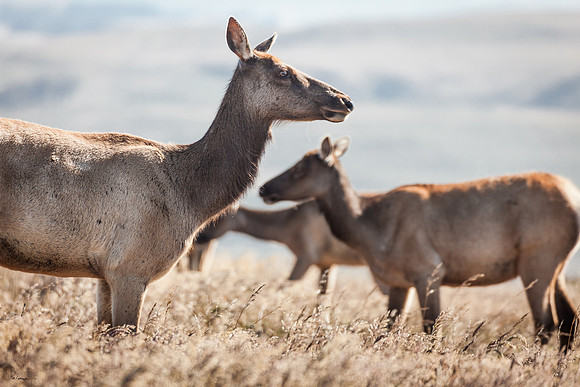 Tomales Point Elk