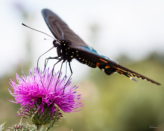 Butterfly I
